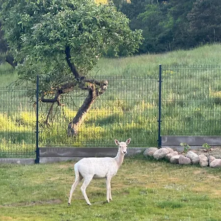 Swiety Spokoj Bielinek *