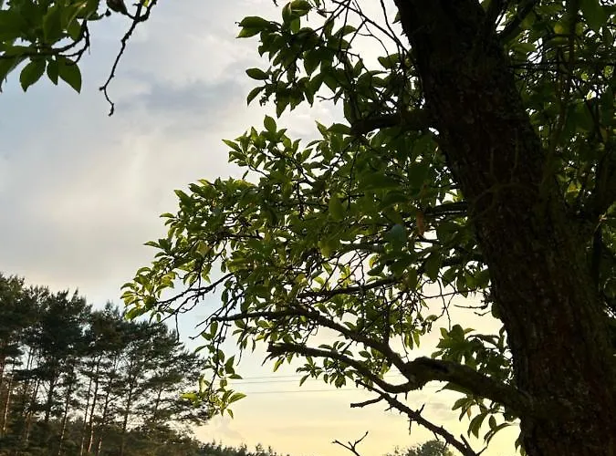 Swiety Spokoj Bielinek Taras Cedynia