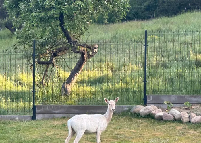 Swiety Spokoj Bielinek Taras *